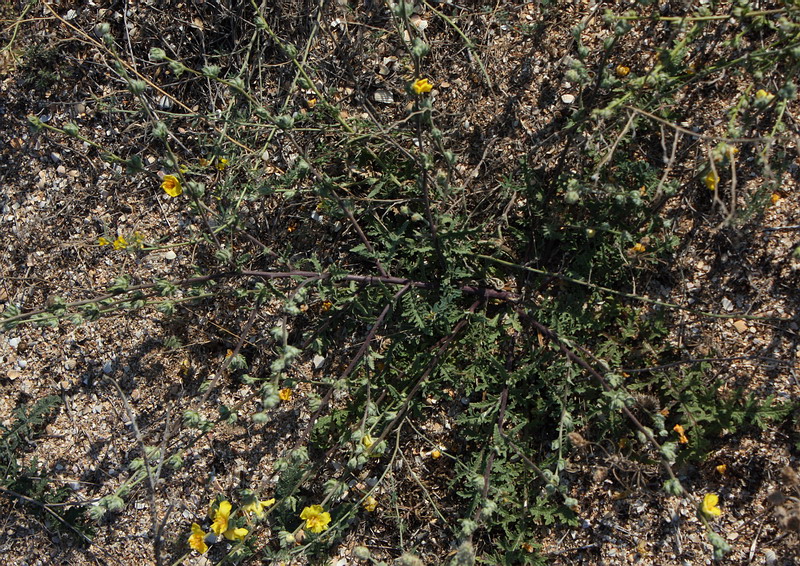 Image of Verbascum pinnatifidum specimen.