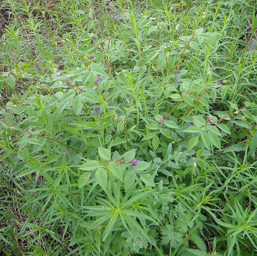 Image of Vicia baicalensis specimen.