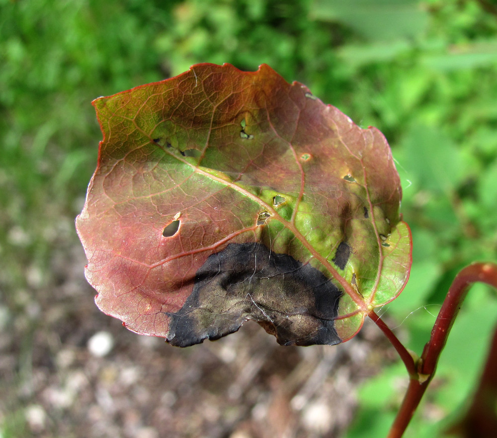 Image of Populus tremula specimen.