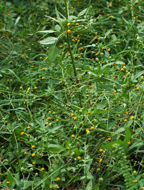 Изображение особи Bidens pilosa.