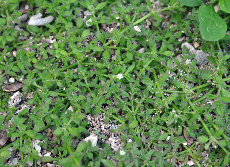 Image of Dentella repens specimen.