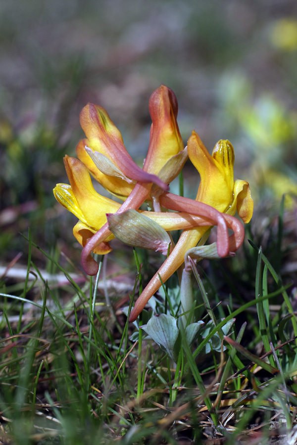 Image of Corydalis sewerzowii specimen.