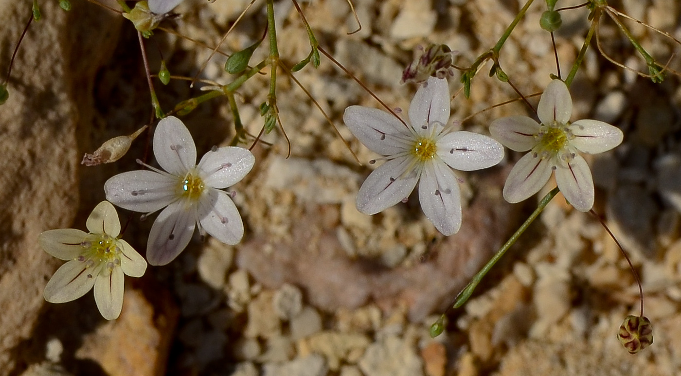 Изображение особи Gypsophila capillaris.