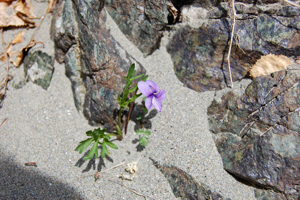 Image of Viola dissecta specimen.