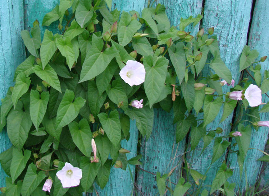 Изображение особи Calystegia sepium.