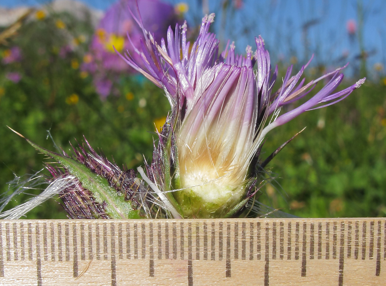 Изображение особи Cirsium simplex.