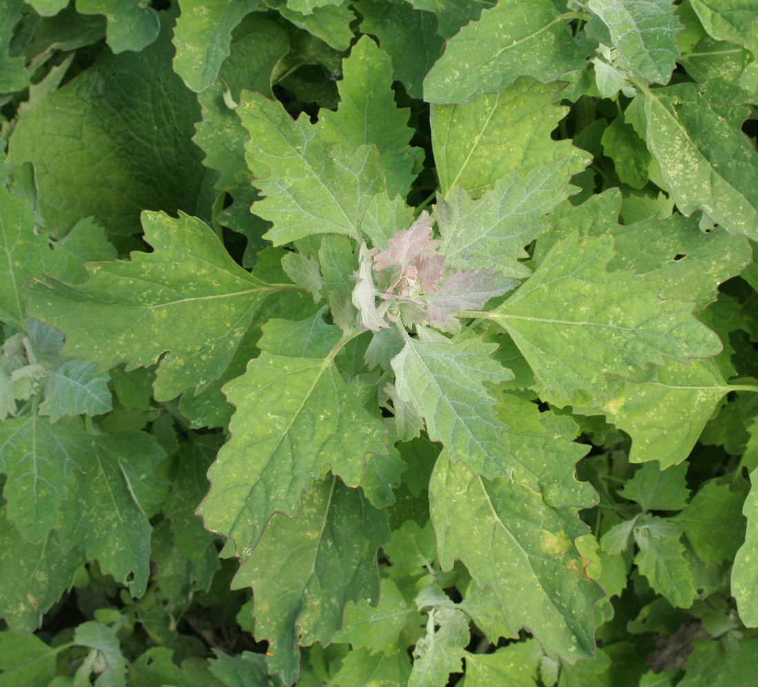 Изображение особи Chenopodium album.