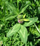 Trifolium pratense