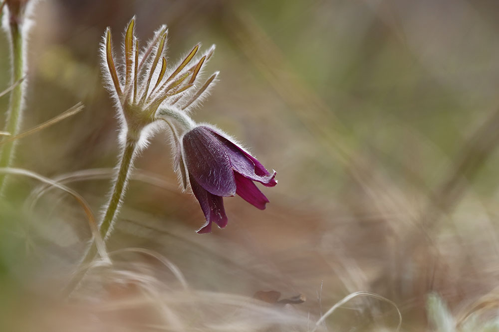 Image of Pulsatilla cernua specimen.