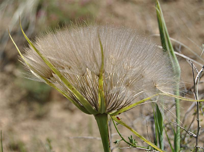 Image of Tragopogon krascheninnikovii specimen.