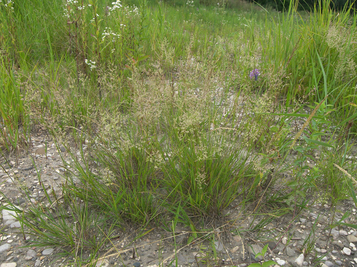 Изображение особи Agrostis gigantea.