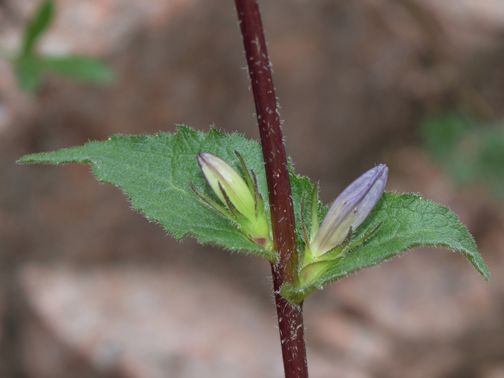 Image of Campanula glomerata specimen.