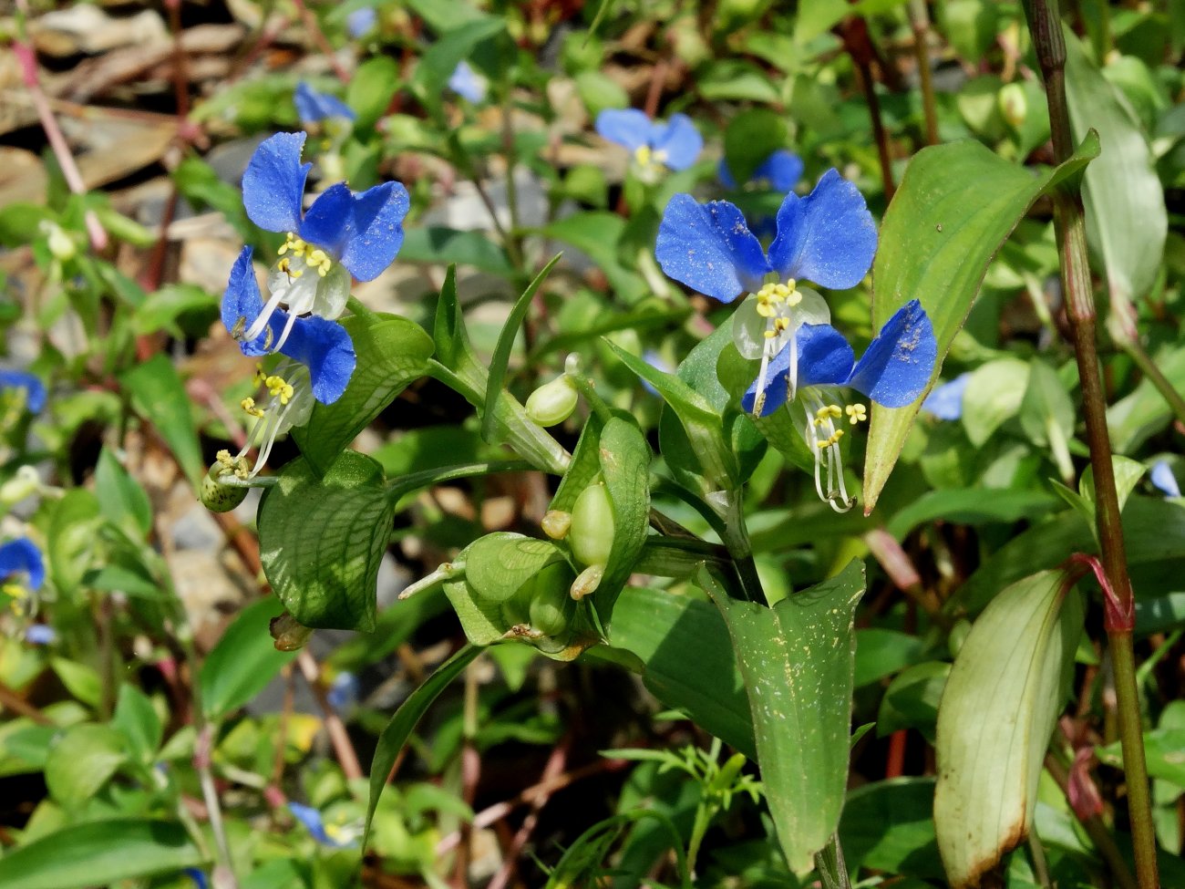 Image of Commelina communis specimen.