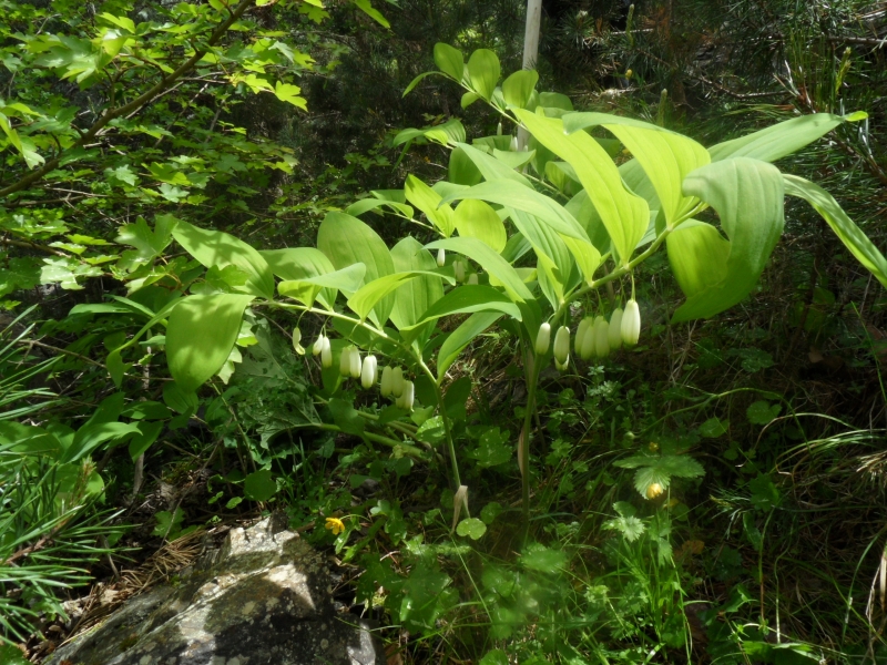 Image of genus Polygonatum specimen.