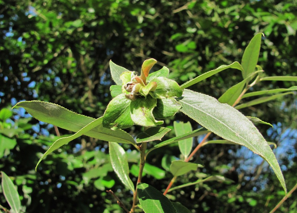 Изображение особи Salix alba.