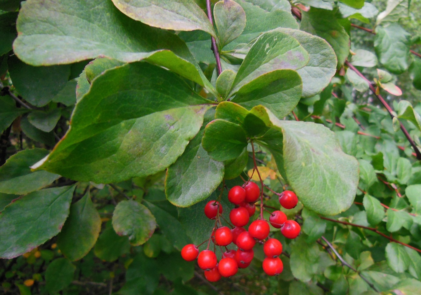 Image of Berberis koreana specimen.