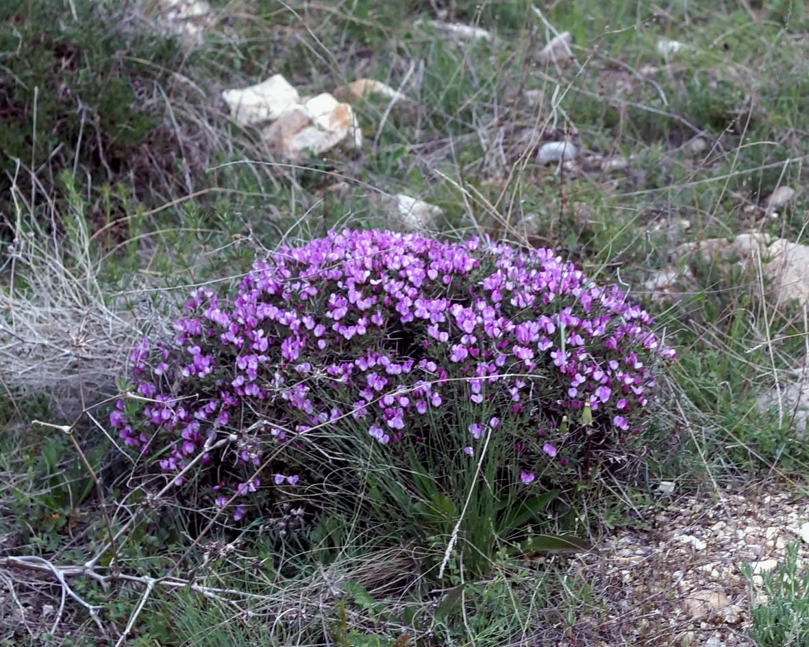 Image of Onobrychis cornuta specimen.