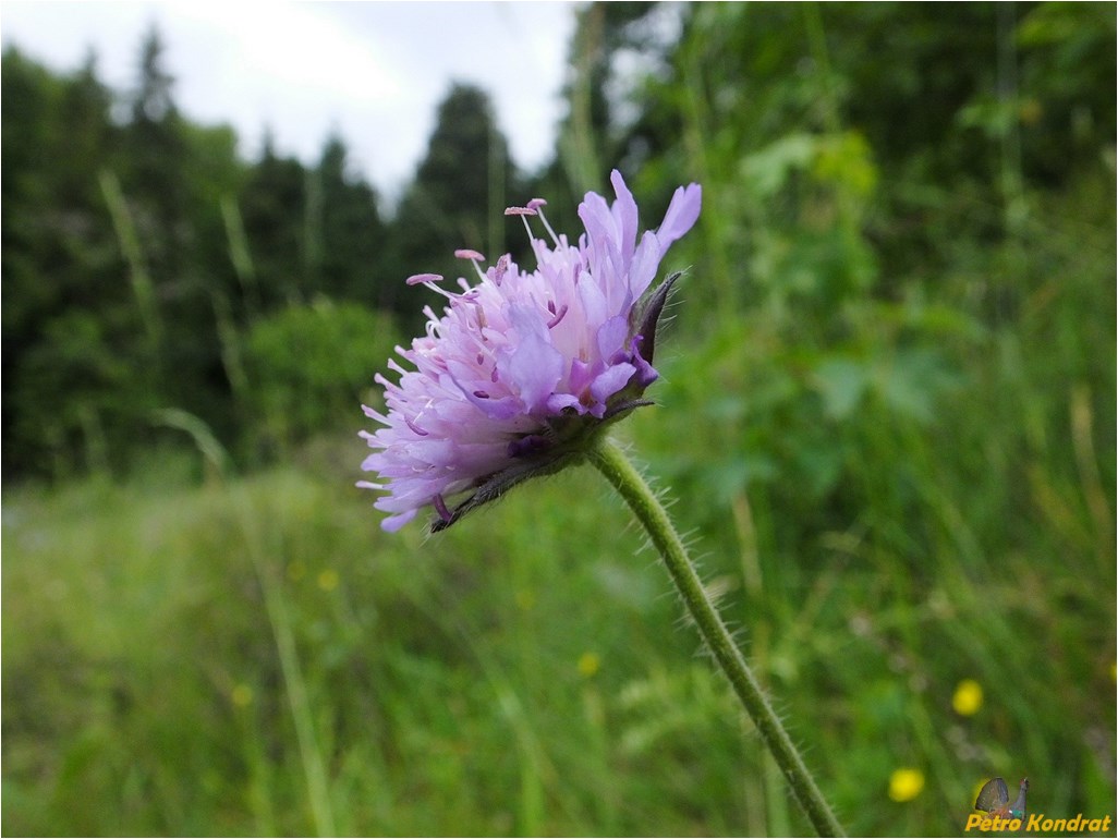 Image of Knautia arvensis specimen.