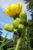 Sonchus palustris. Общее соцветие с распустившейся и нераспустившимися корзинками. Краснодарский край, м/о г. Новороссийск, ущ. Щель Мардакова, разнотравный луг на опушке леса вблизи горного ручья. 08.07.2017.