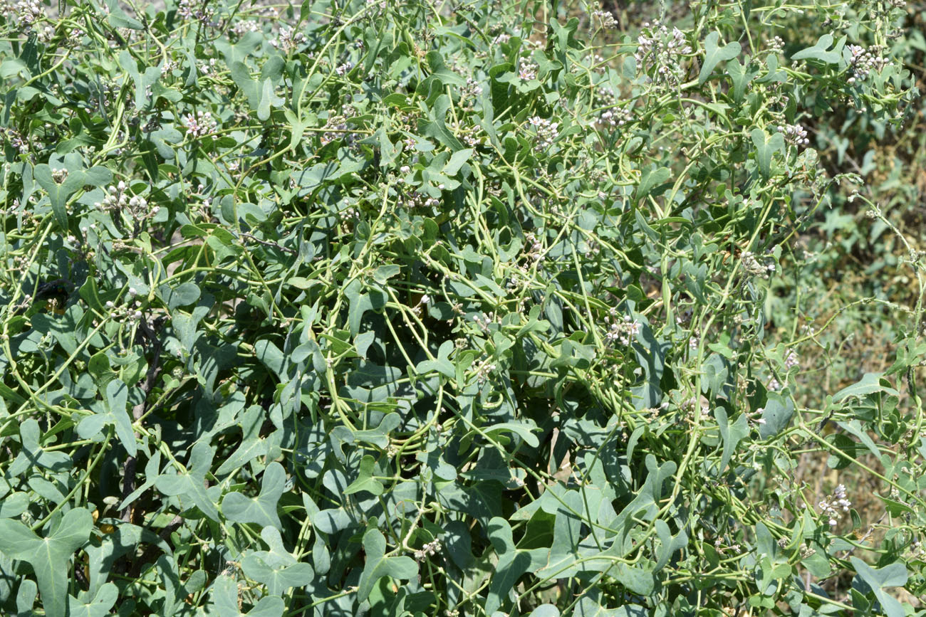 Image of Cynanchum sibiricum specimen.