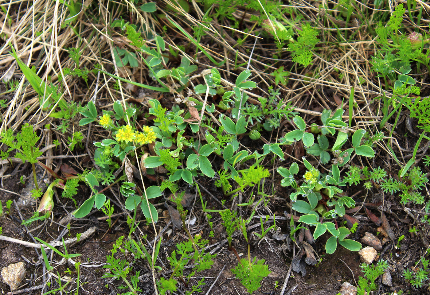 Image of Sibbaldia semiglabra specimen.