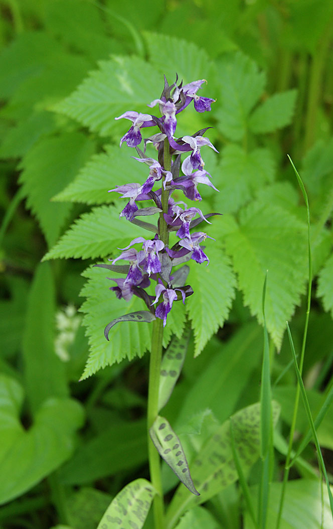 Image of Dactylorhiza aristata specimen.