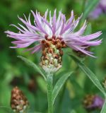 Centaurea jacea