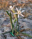 Pancratium maritimum. Цветущее растение. Испания, автономное сообщество Галисия, провинция Понтеведра, г. Виго, пляж Samil, дюна. Июль.