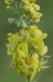 Verbascum lychnitis