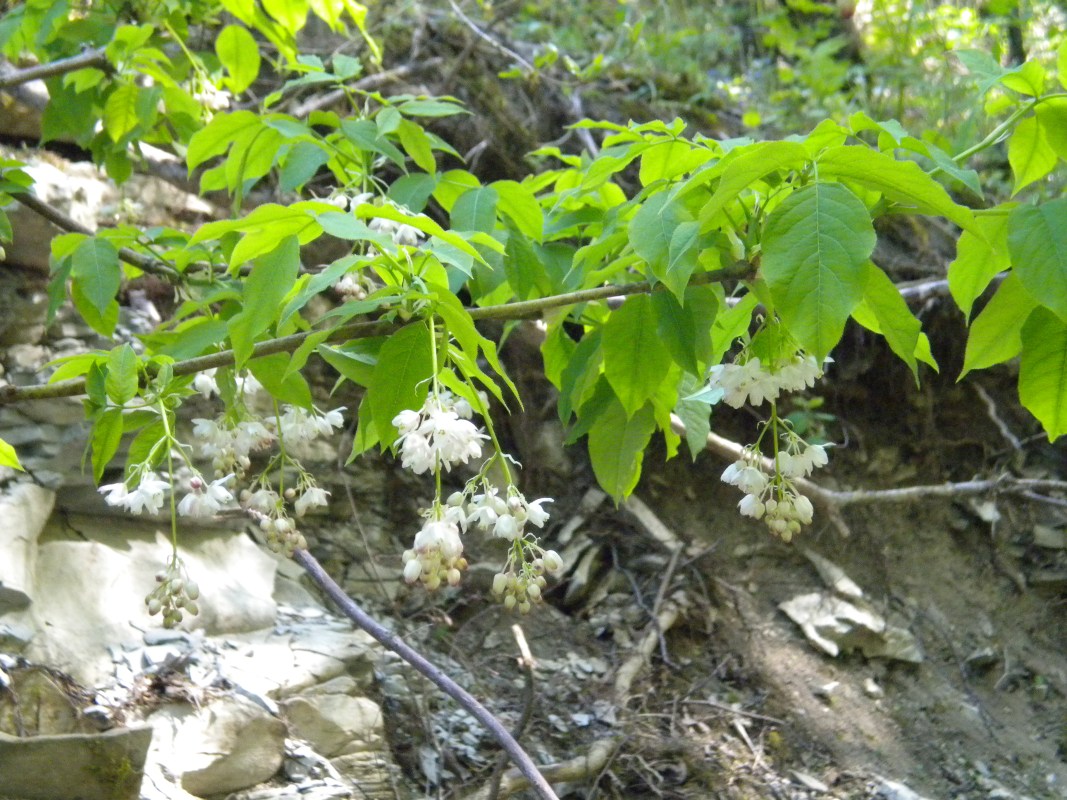 Image of Staphylea pinnata specimen.