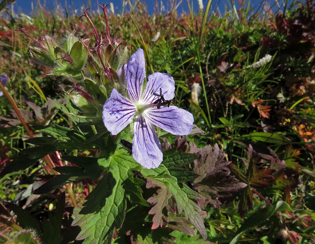 Изображение особи Geranium erianthum.