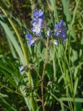 Polemonium campanulatum