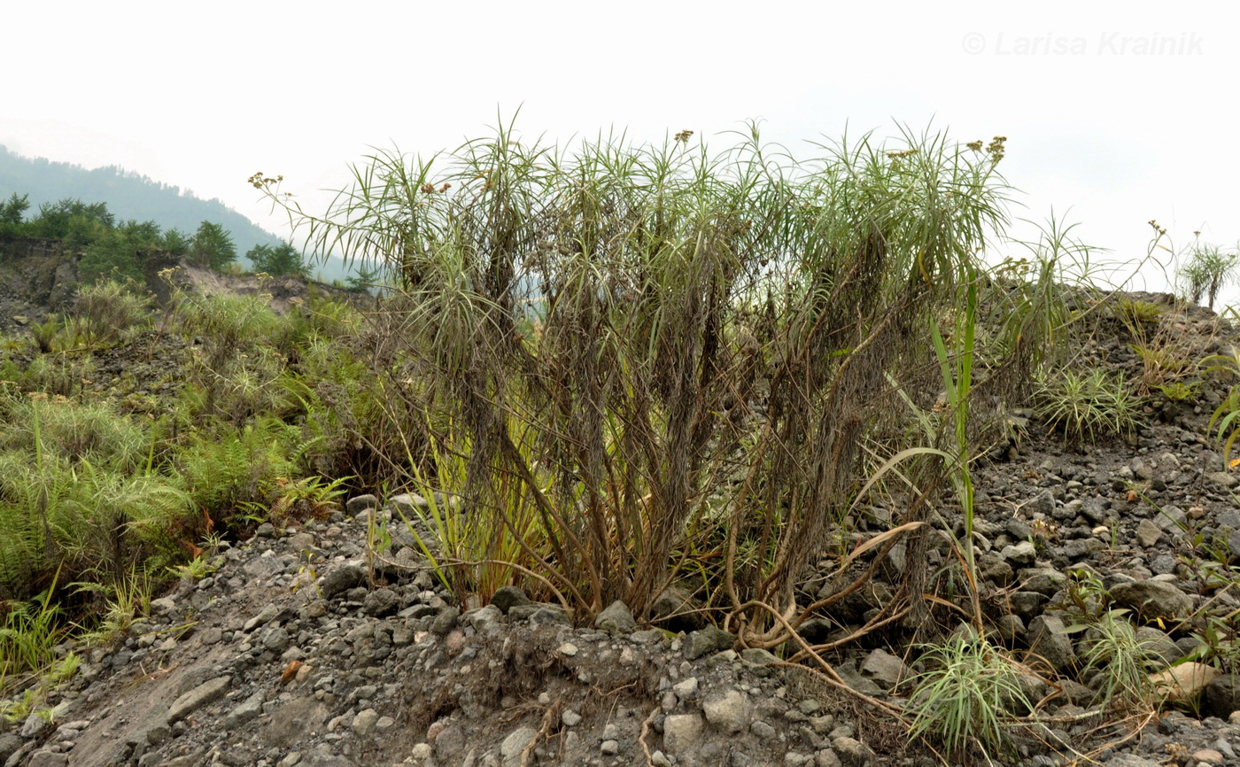 Image of genus Anaphalis specimen.