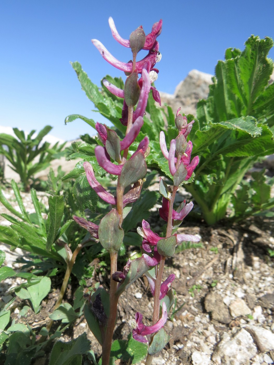 Изображение особи Corydalis ledebouriana.