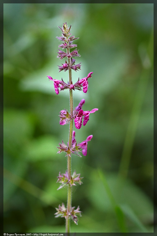 Изображение особи Stachys sylvatica.