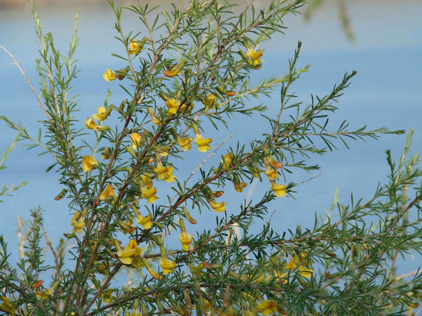 Image of Caragana pygmaea specimen.