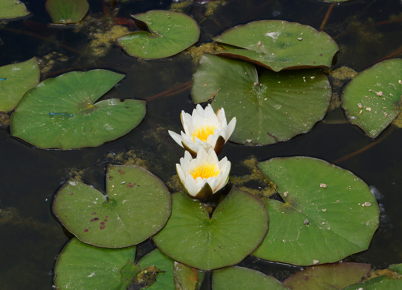 Изображение особи род Nymphaea.