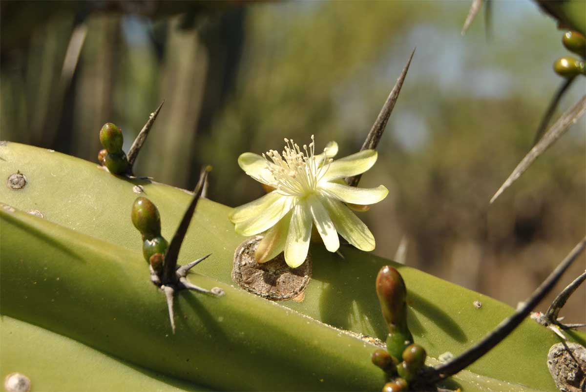 Image of Myrtillocactus geometrizans specimen.