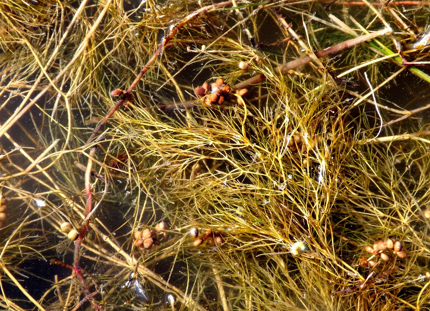 Image of Potamogeton macrocarpus specimen.