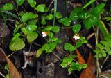 Legazpia polygonoides. Цветущее и плодоносящее растение. Малайзия, о-в Калимантан, национальный парк Бако, опушка влажного тропического леса. 11.05.2017.