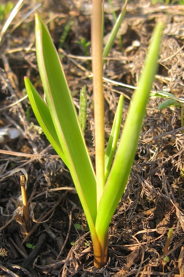 Image of Muscari aucheri specimen.