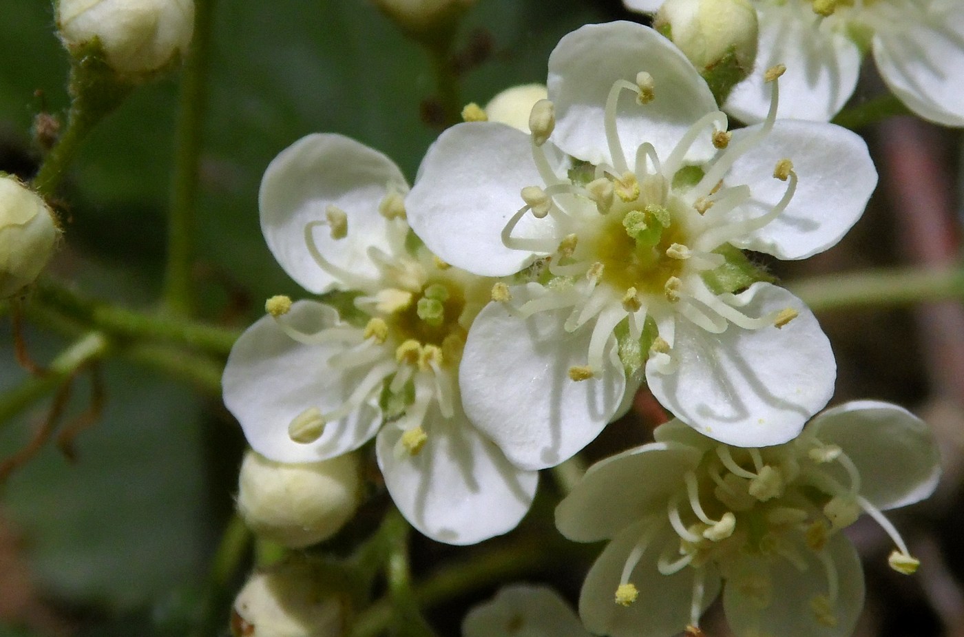 Изображение особи Sorbus torminalis.