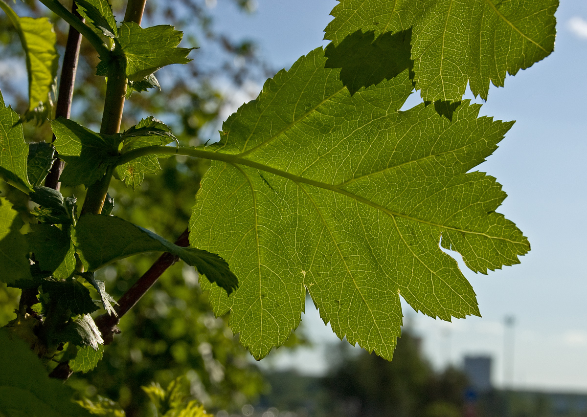 Изображение особи род Crataegus.