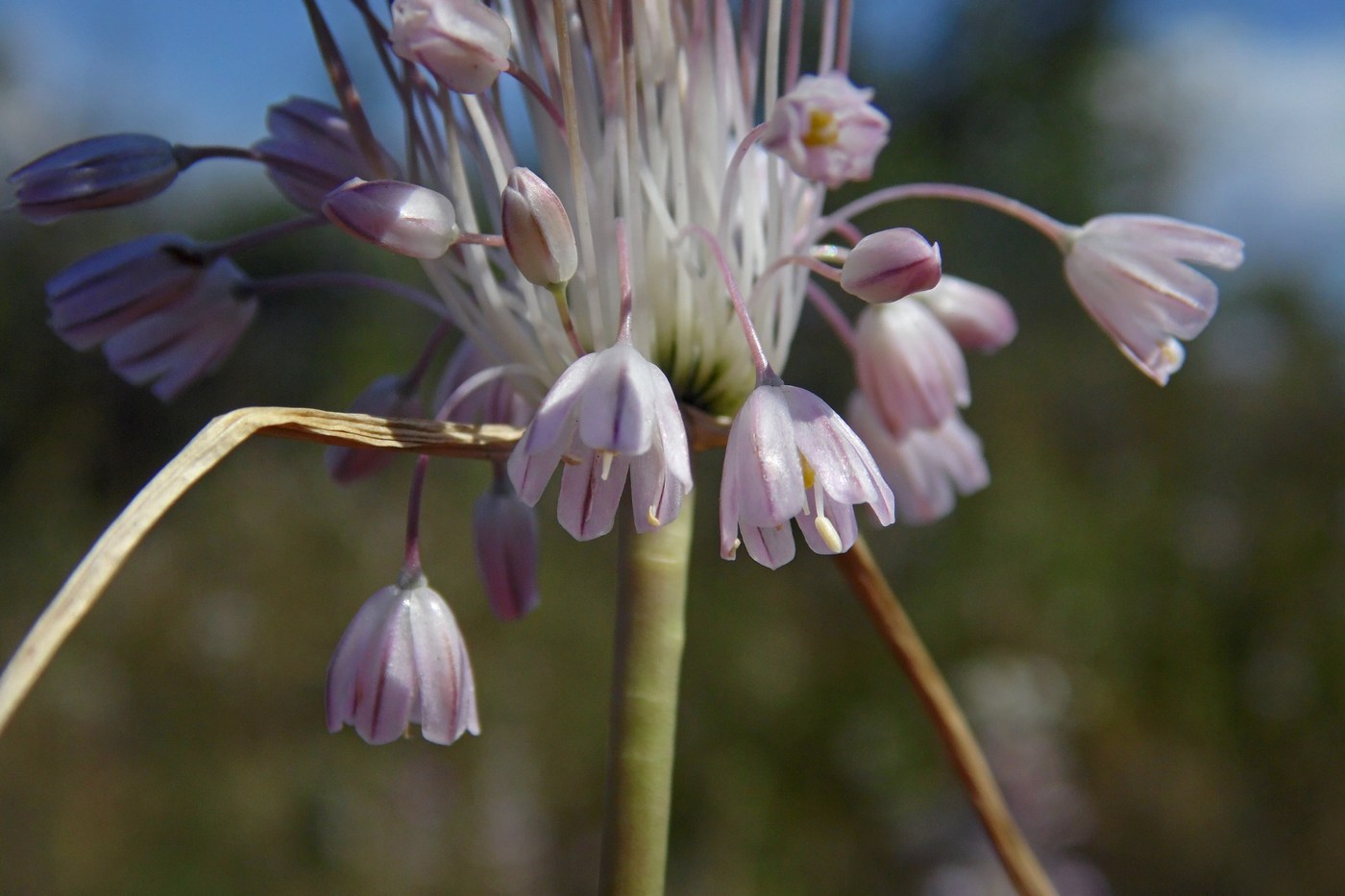 Image of Allium paniculatum specimen.