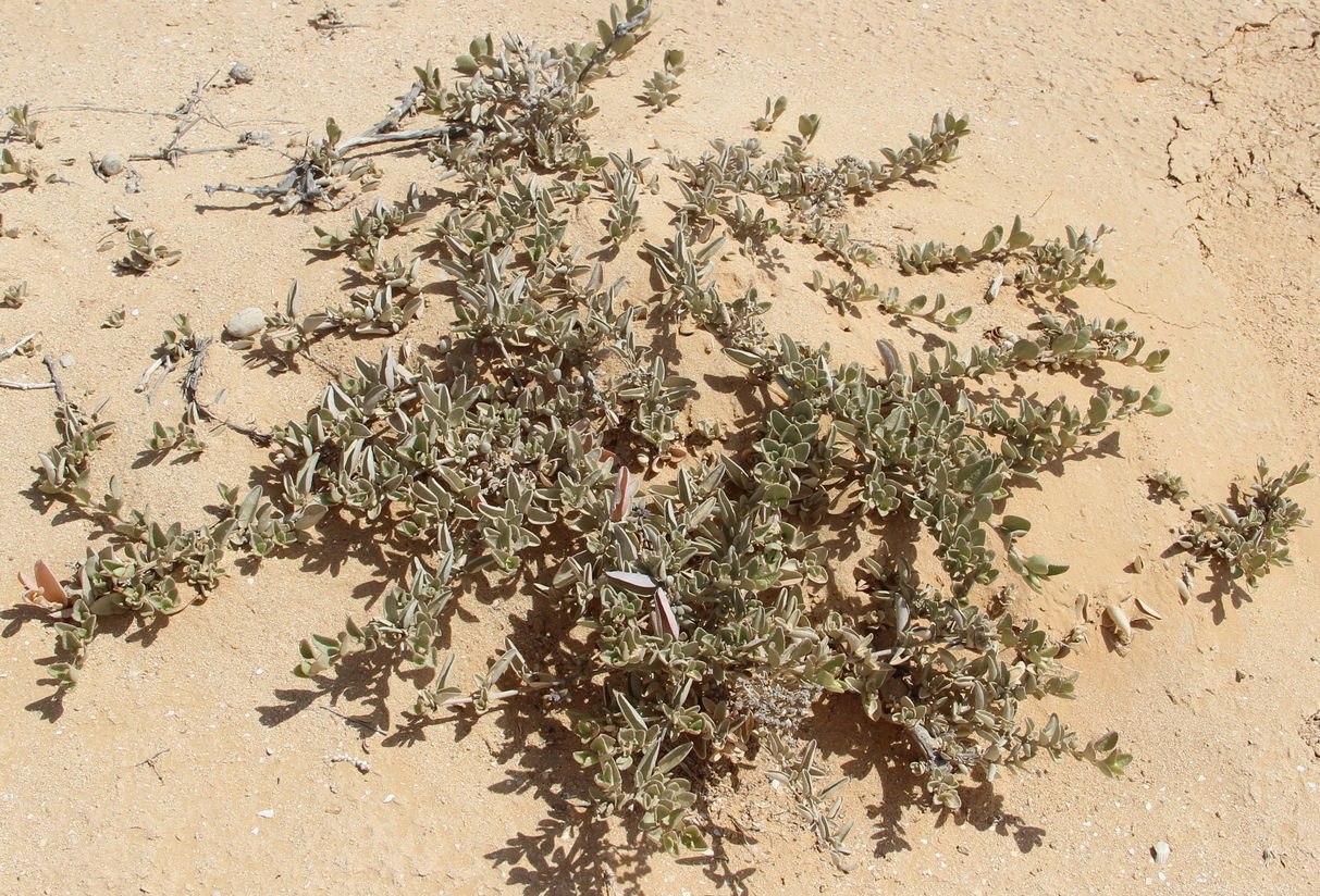 Изображение особи семейство Chenopodiaceae.