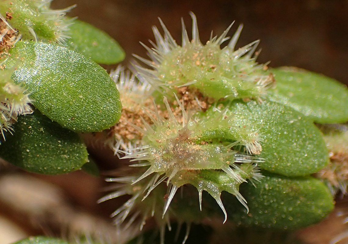 Image of Valantia hispida specimen.