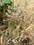 Смотреть изображение Allium verticillatum
