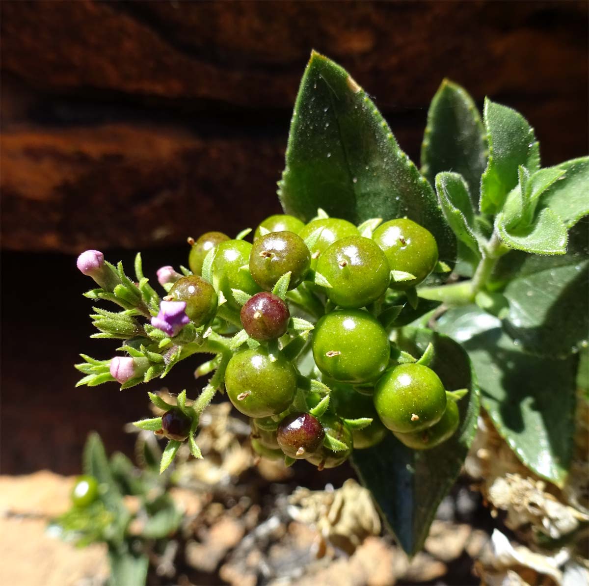 Изображение особи Teedia lucida.