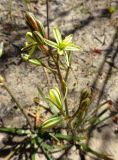 Albuca suaveolens