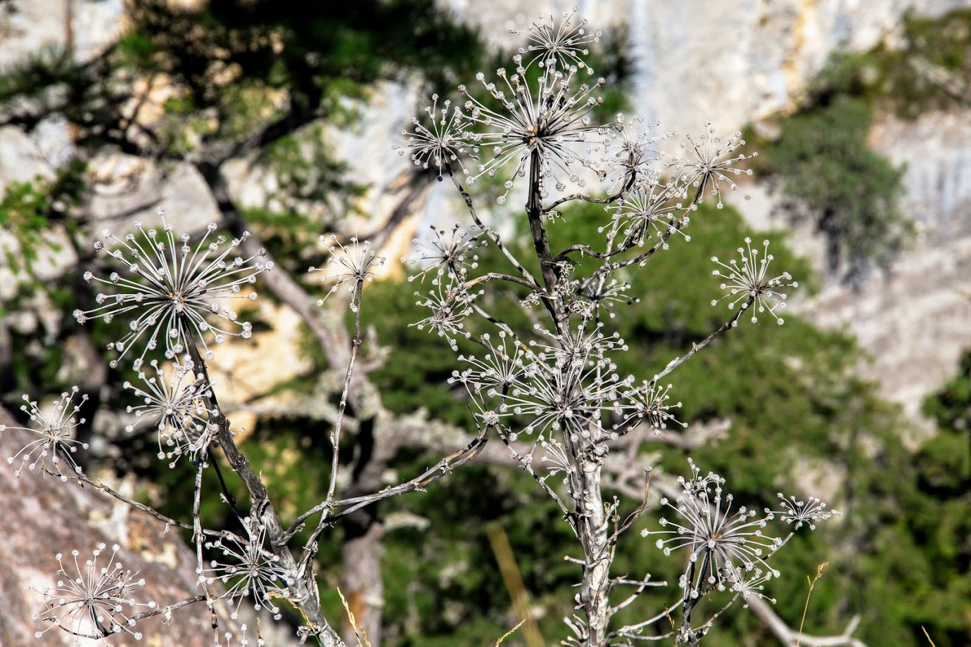 Image of Seseli gummiferum specimen.